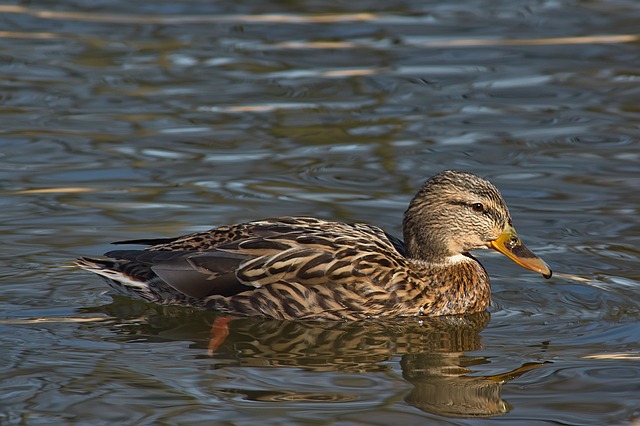 Krydsordsløsning for viderekomne: Alt om sibyller
